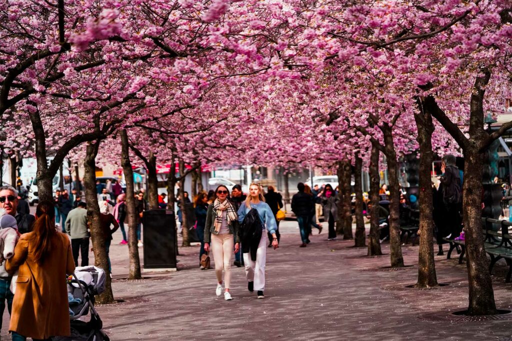 Découvrir Gamla Stan