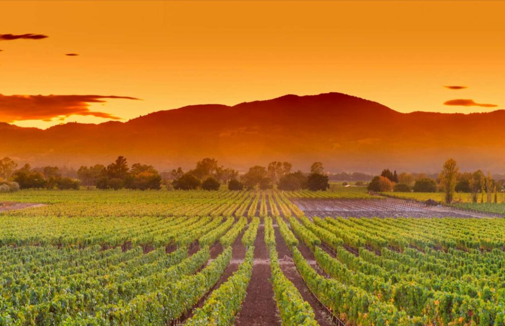 Napa Valley: le centre de l'œnotourisme en Californie