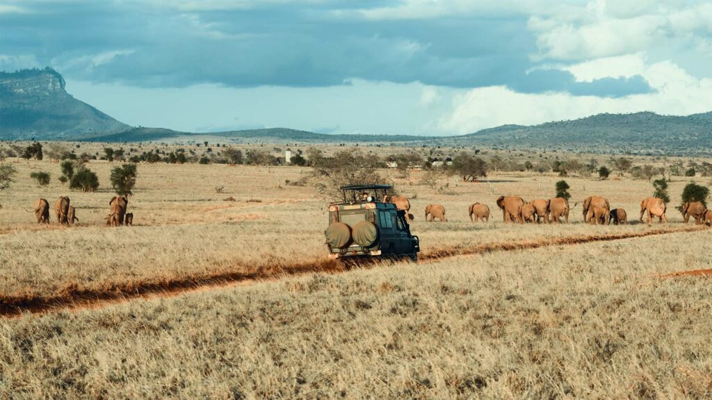 Safari famille