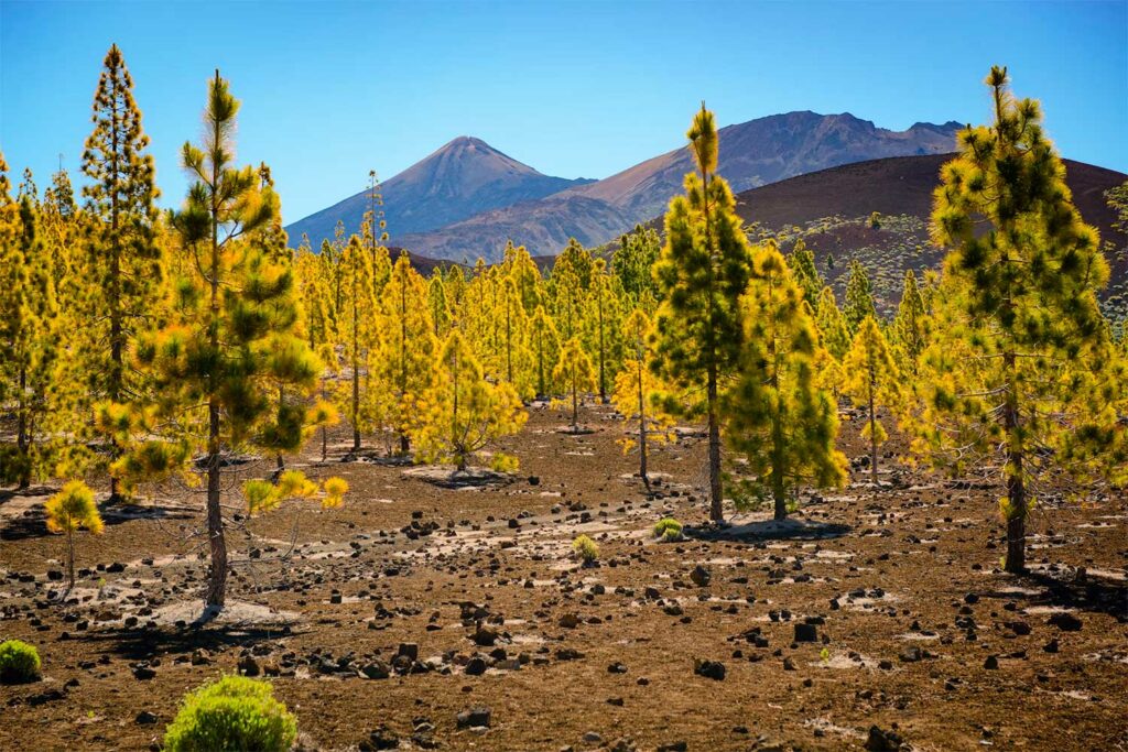 Teide National Park