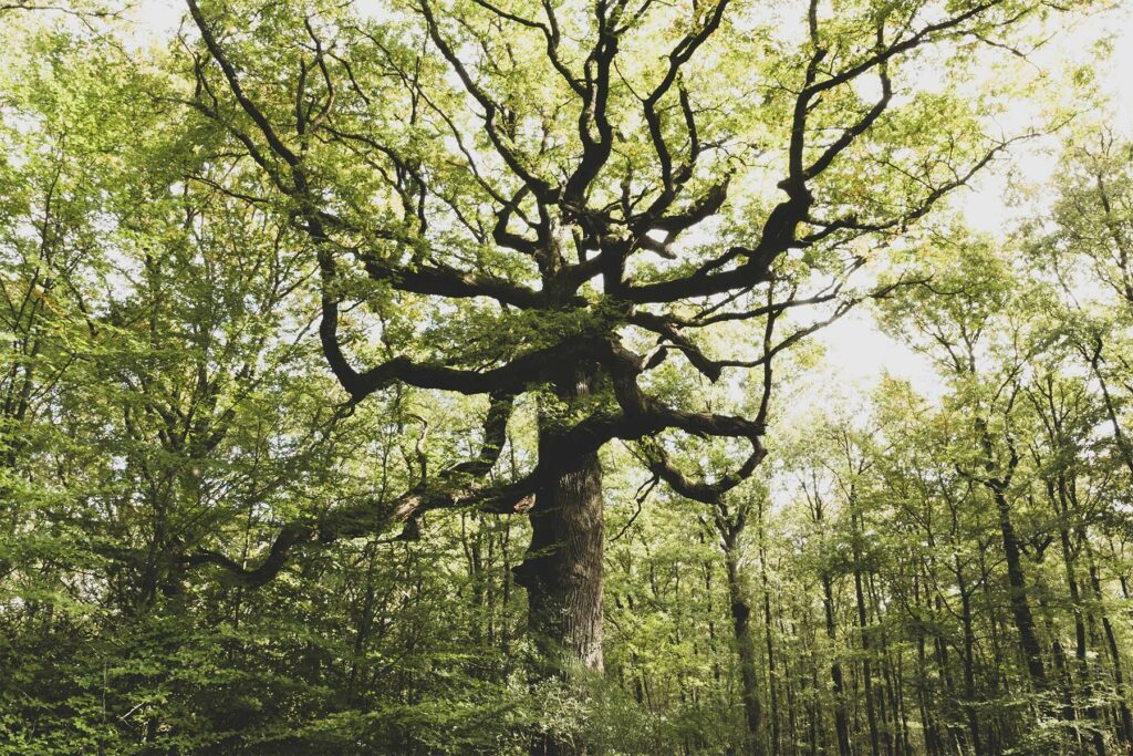La Forêt de Brocéliande: entre légendes et tourisme vert
