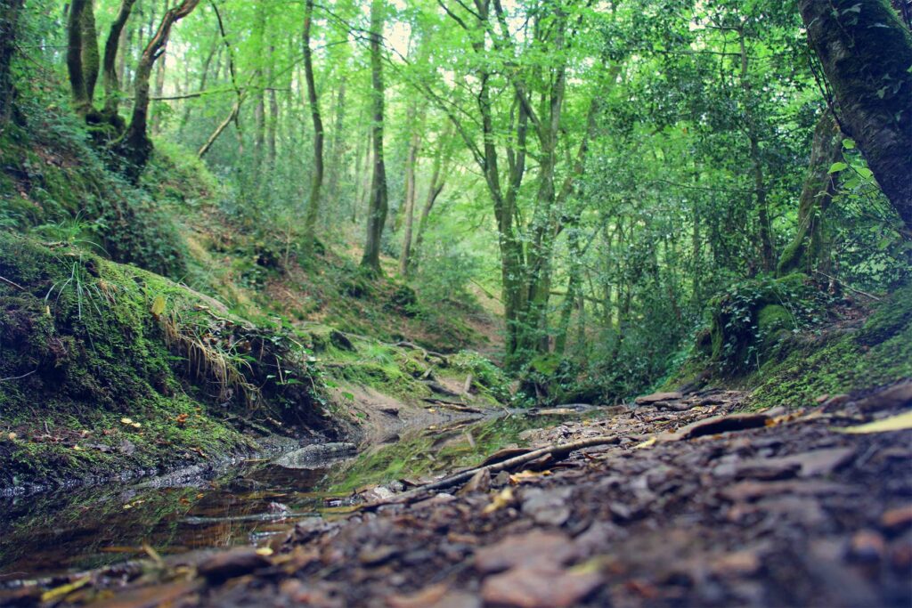 La Forêt de Brocéliande: entre légendes et tourisme vert