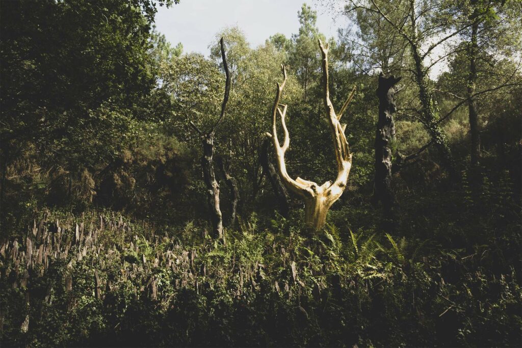 foret de brocéliande