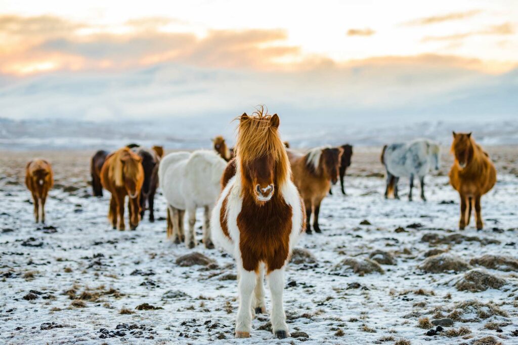 Islande : un itinéraire luxe