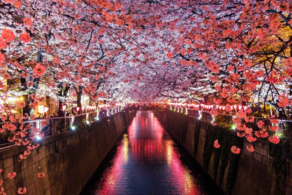 La saison des cerisiers au Japon
