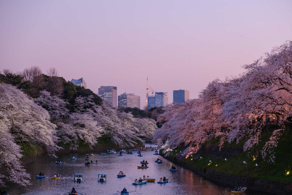 La saison des cerisiers au Japon