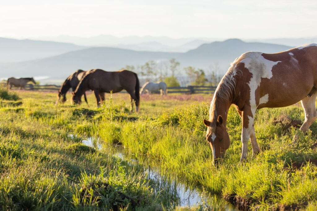 Latigo Ranch - Kremmling, Colorado :