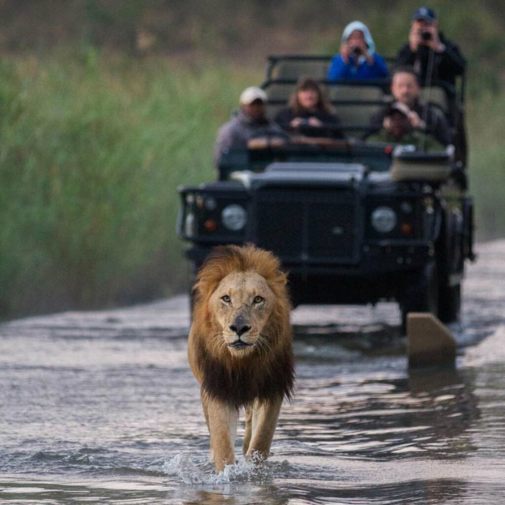 Londolozi Game Reserve, Afrique du Sud