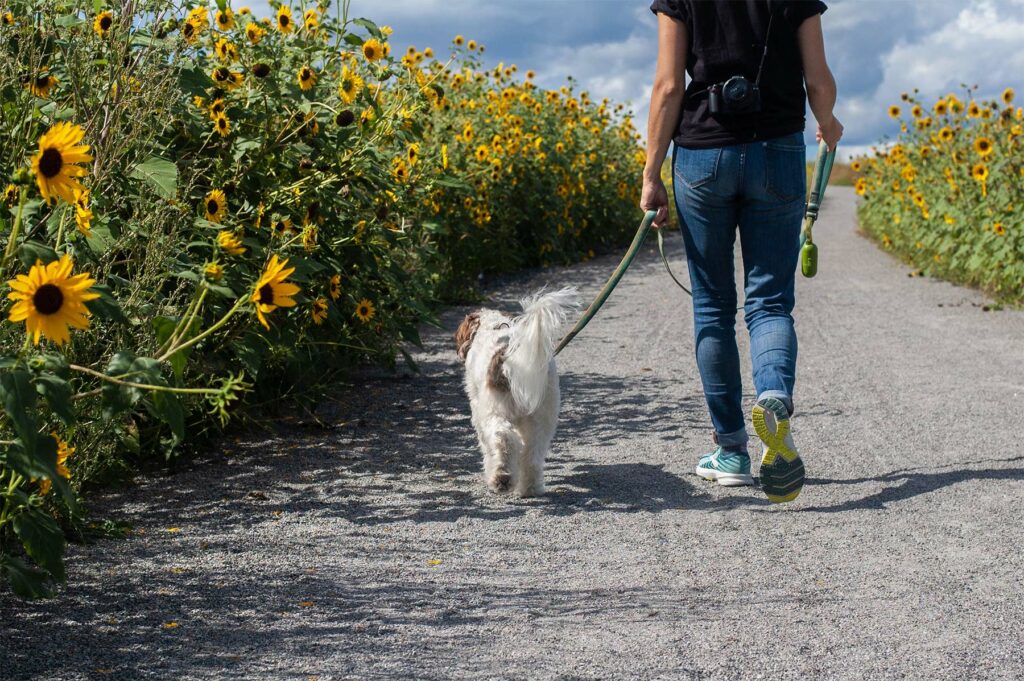 Voyagez gratuitement en gardant des animaux et des maisons