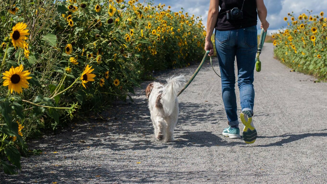 Voyagez gratuitement en gardant des animaux et des maisons