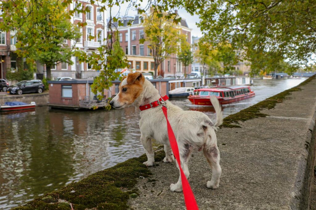 Voyagez gratuitement en gardant des animaux et des maisons