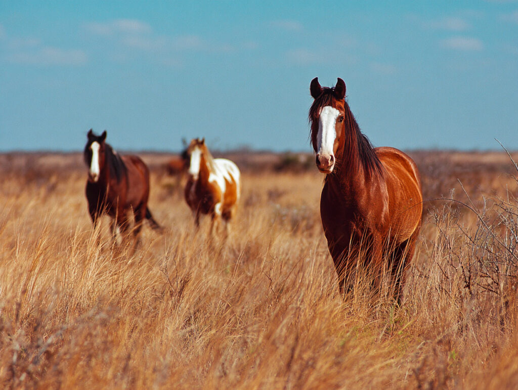 vacances au ranch au Texas
