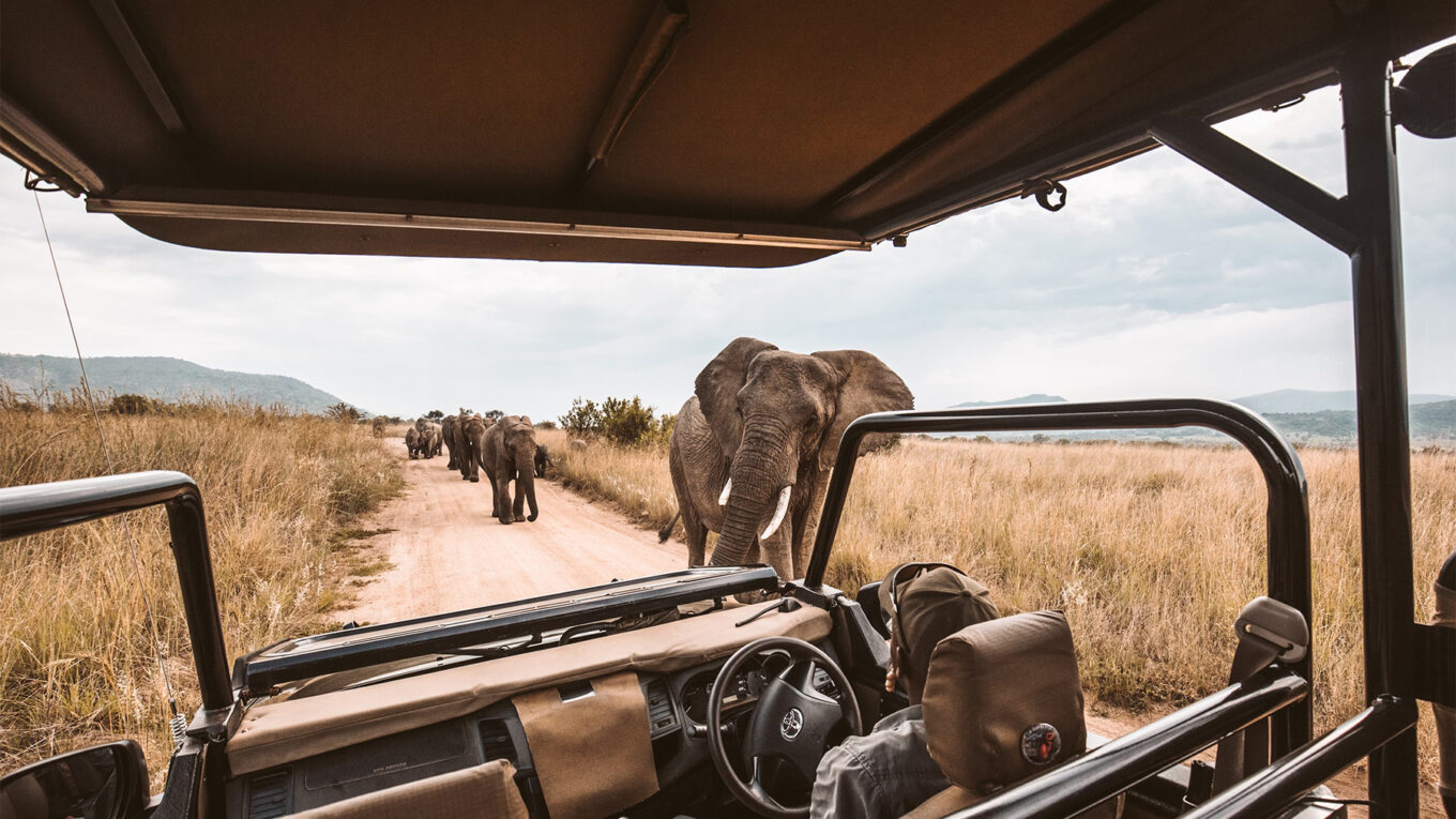 Safari Afrique