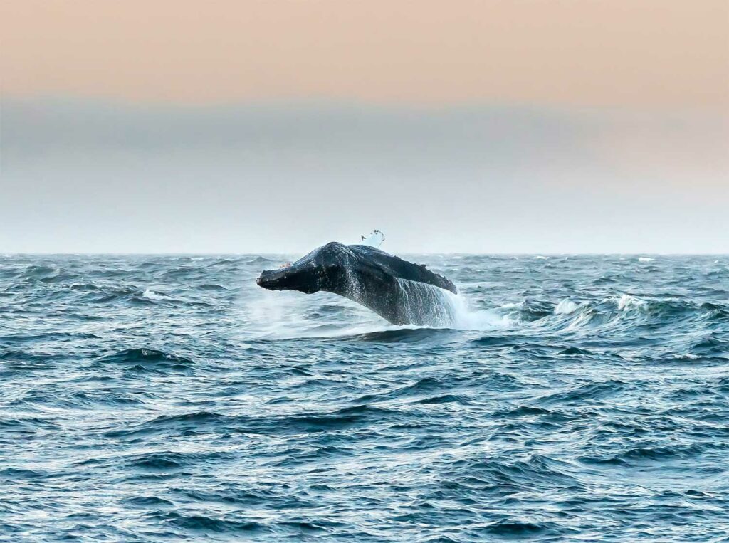 Une croisière de luxe all inclusive au cœur de l’Alaska sauvage