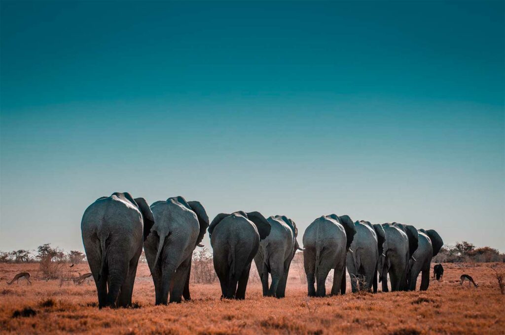 Voyager en Namibie