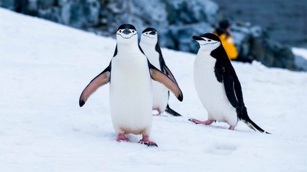 Faire un voyage en Antarctique