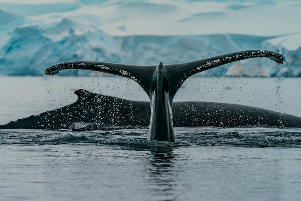 Faire un voyage en Antarctique