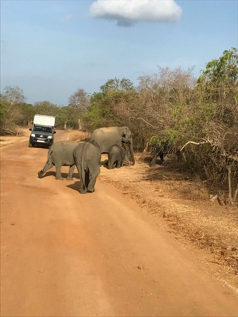 Un safari à Yala National Park au Sri Lanka