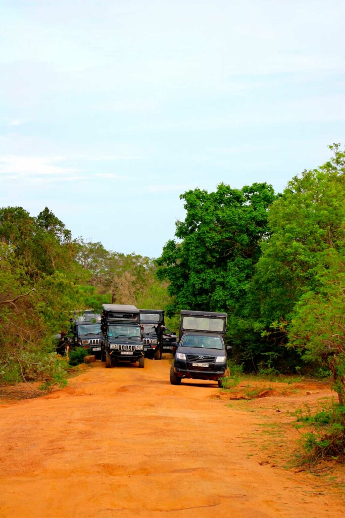 Un safari à Yala National Park au Sri Lanka