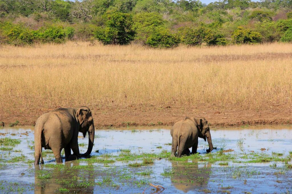 Un safari à Yala National Park au Sri Lanka