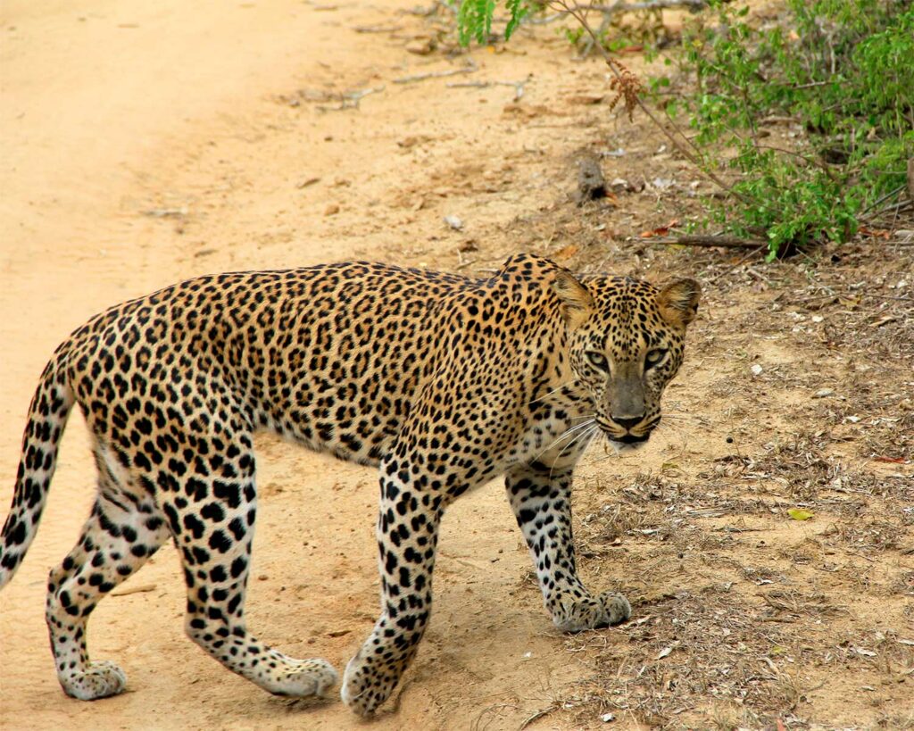 Un safari à Yala National Park au Sri Lanka