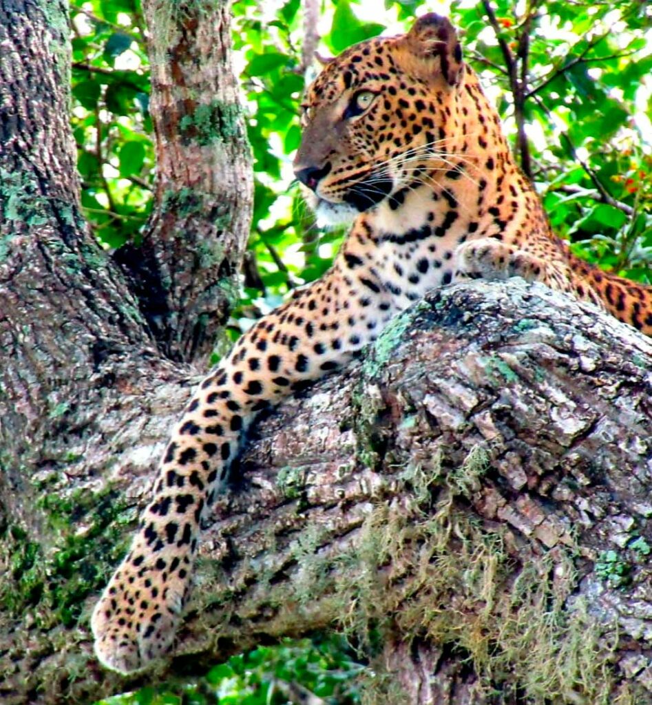 Un safari à Yala National Park au Sri Lanka