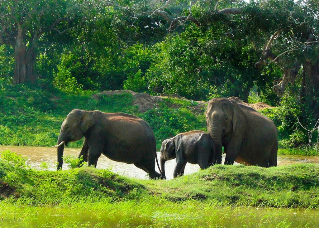 Un safari à Yala National Park au Sri Lanka