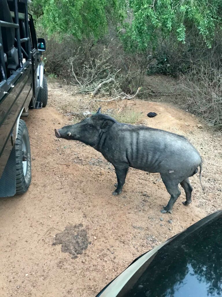 Un safari à Yala National Park au Sri Lanka